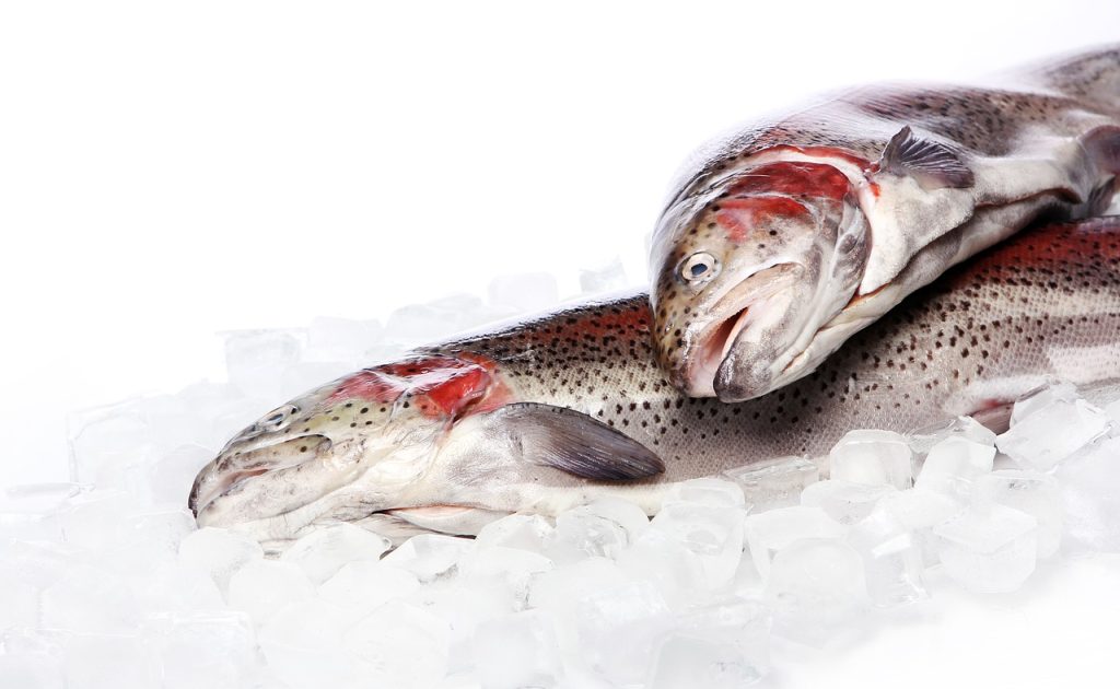 fish, fresh, ice-7693963.jpg